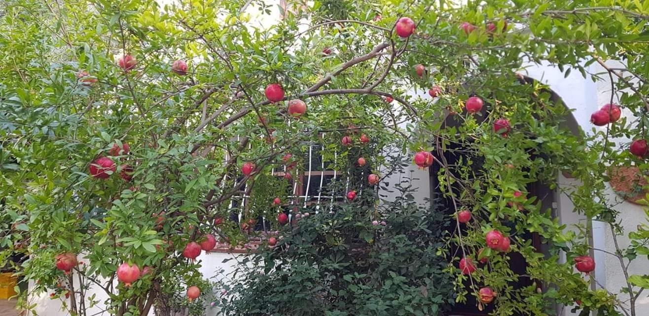 夸尔图-圣埃莱娜Il Giardino Di Frafa公寓 外观 照片